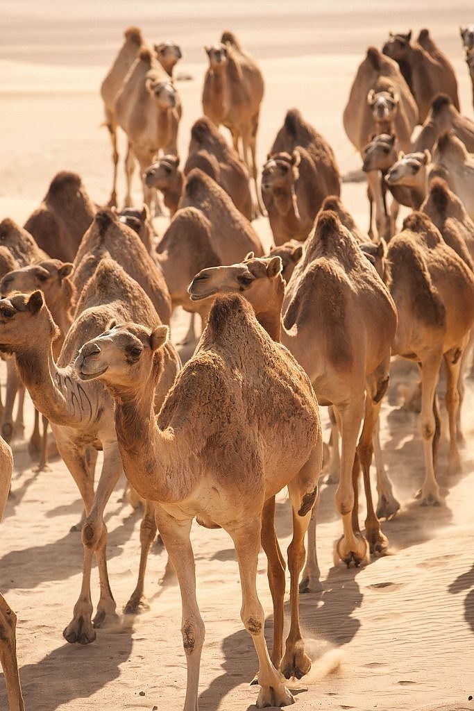 Camels