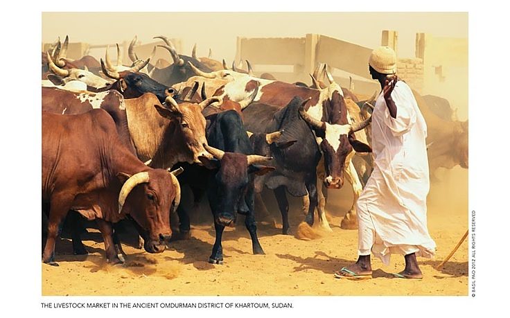 Cattle
