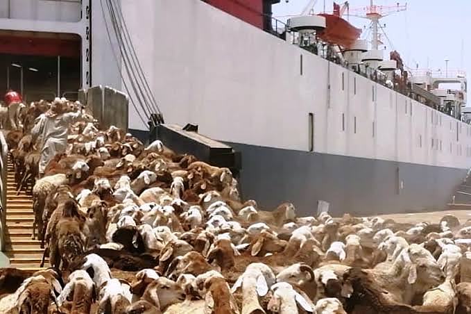 Where Sudan Feeds the Region
