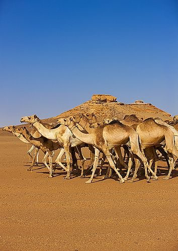The Largest Herd in the Arab World
