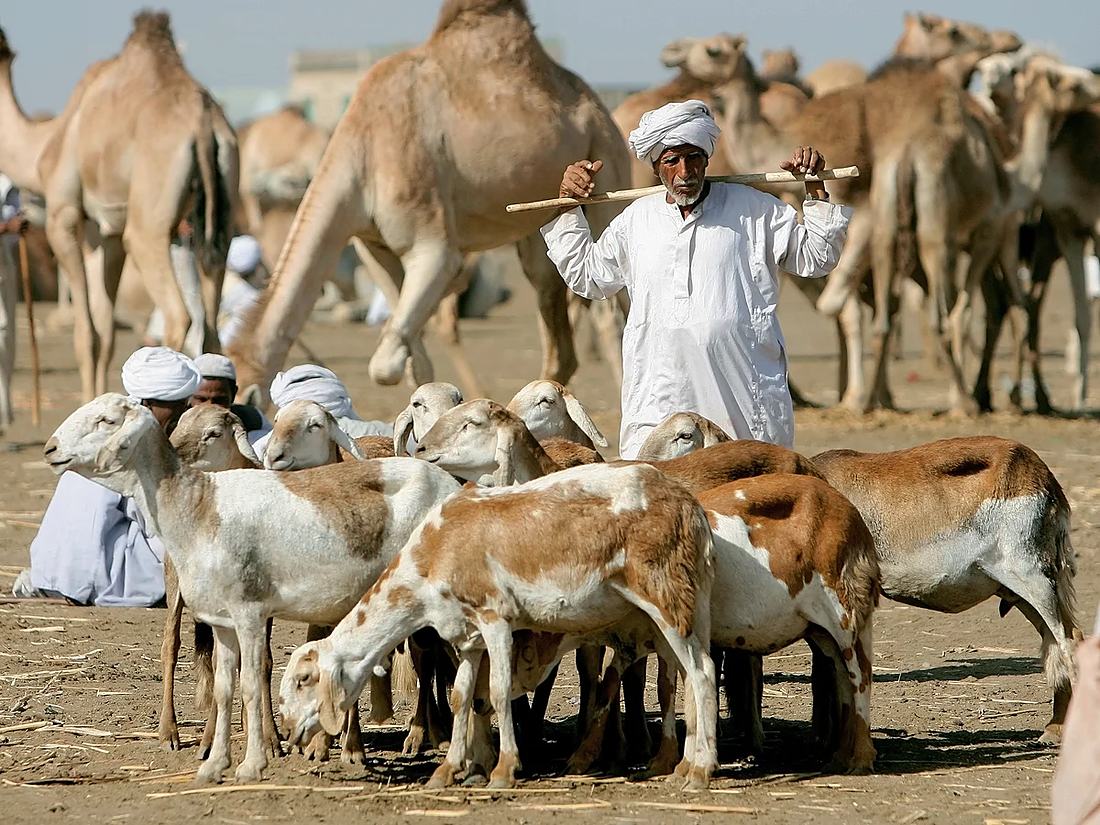 Sheep & Goats