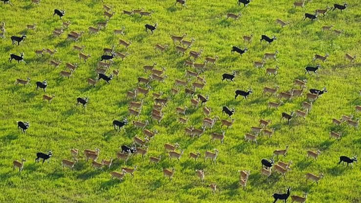 A Land Teeming with Life