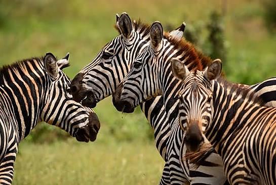 Wildlife